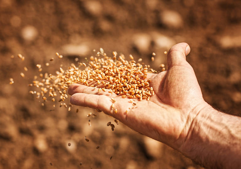 Hand Tossing Seeds
