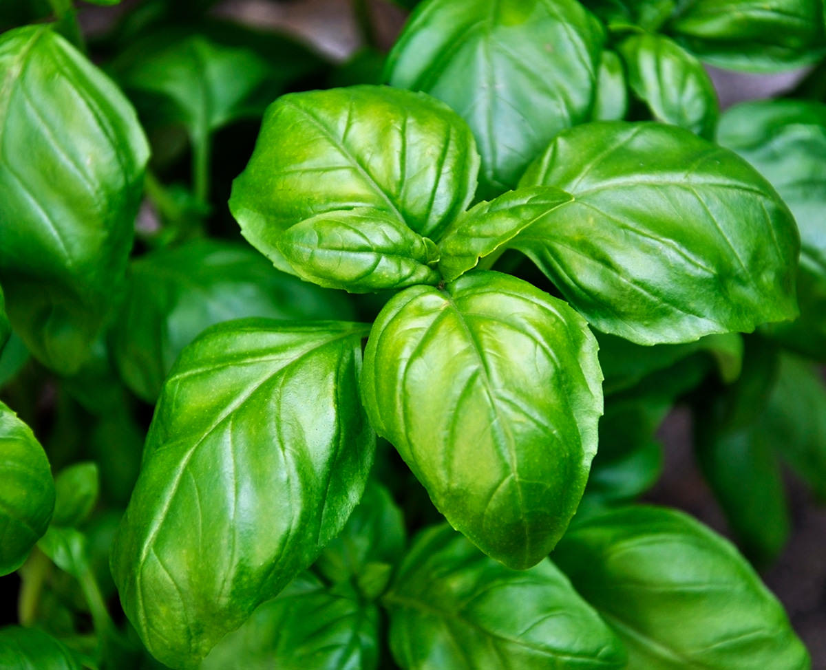 Basil_web