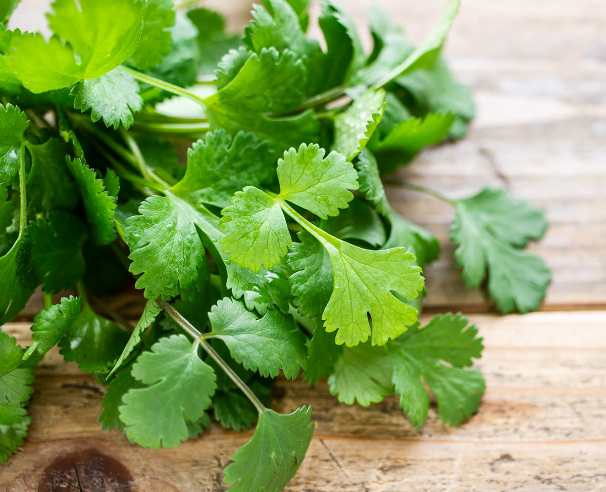 Coriander_web