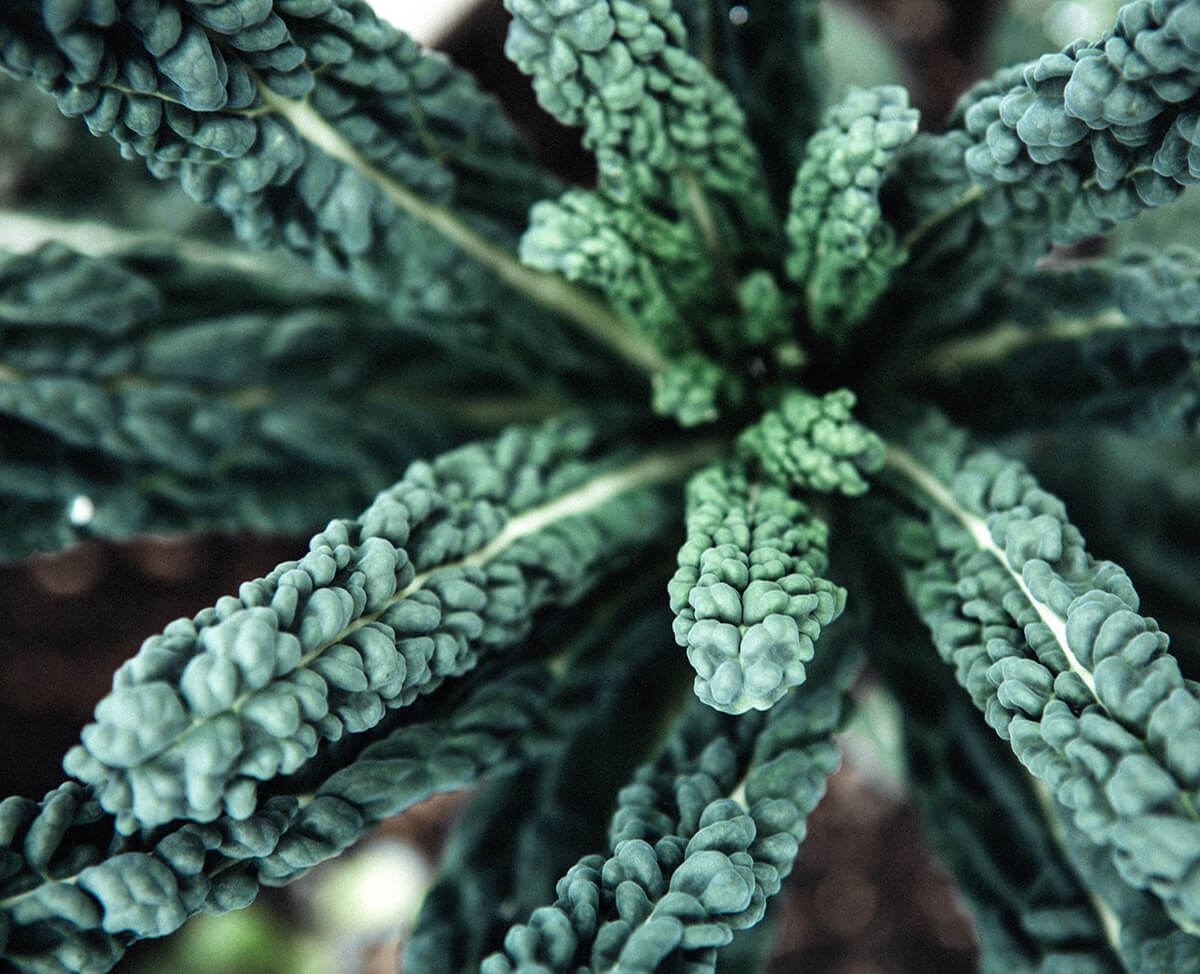 DinosaurKale_web
