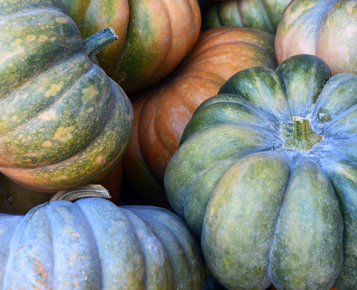 Pumpkin_web