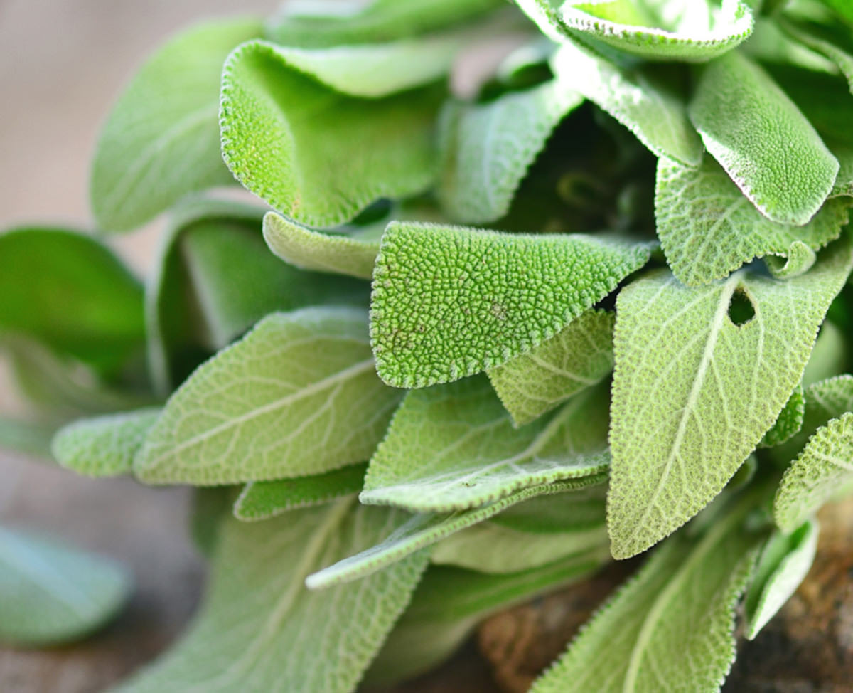 Sage_web