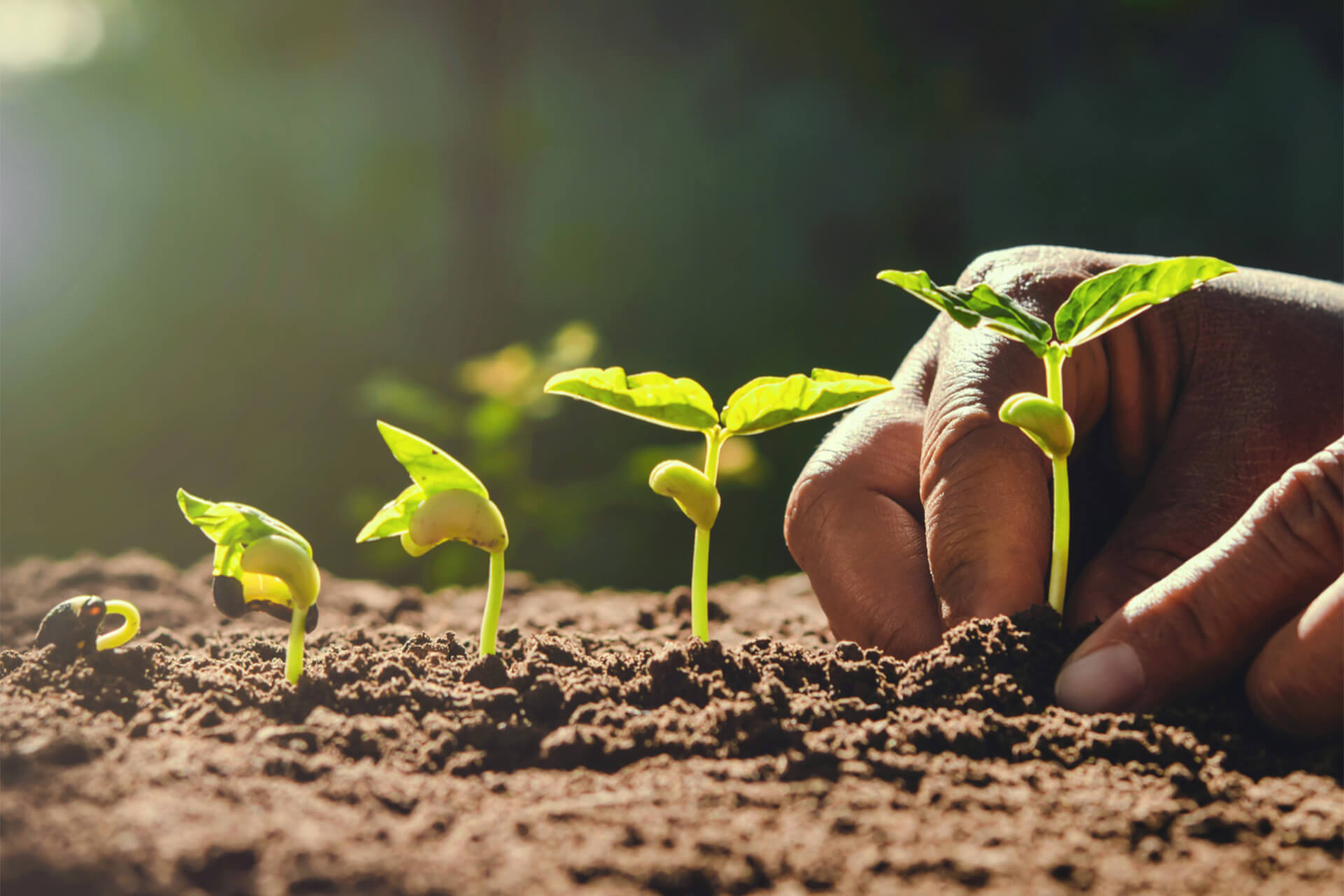 Hand planting sprouts