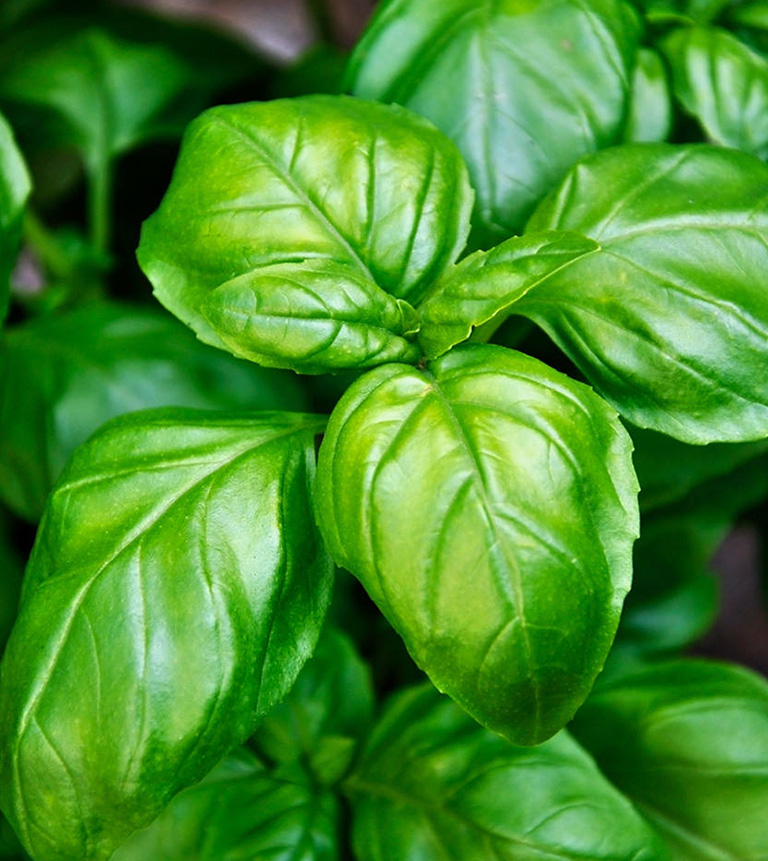 Basil leaves