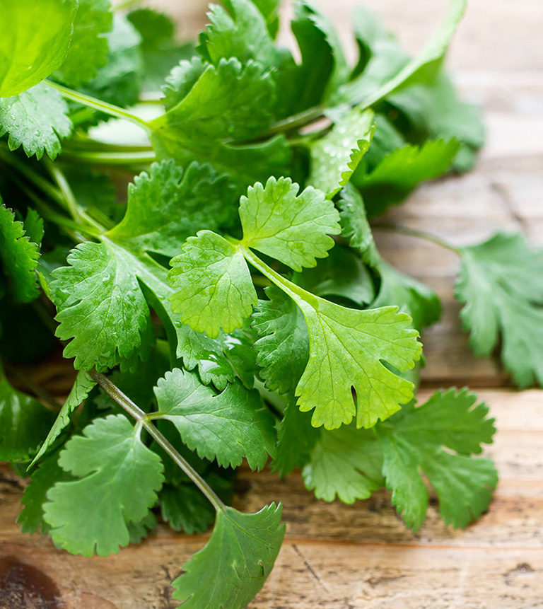 coriander leaves
