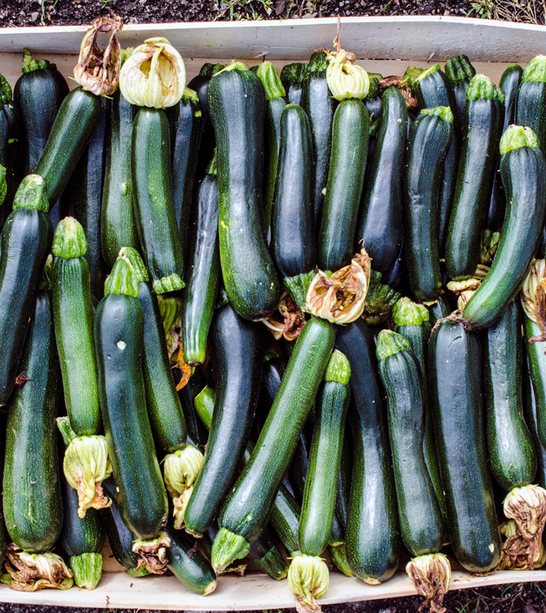 courgette-card
