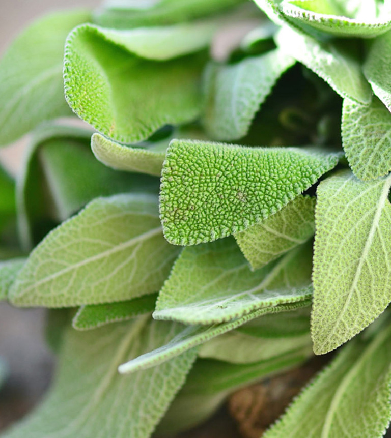 sage